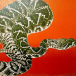 Florida A&M Rattlers Football