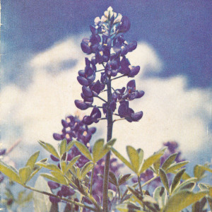 ncaa-football-bowl-program_1961-bluebonnet-bowl