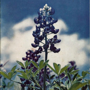 ncaa-football-bowl-program_1962-bluebonnet-bowl