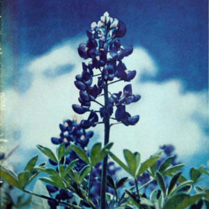1964 Bluebonnet Bowl program