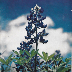 ncaa-football-bowl-program_1965-bluebonnet-bowl