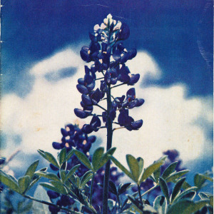 ncaa-football-bowl-program_1966-bluebonnet-bowl