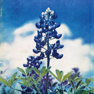 ncaa-football-bowl-program_1967-bluebonnet-bowl