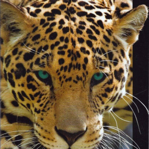 2008 Jacksonville Jaguars media guide