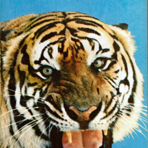 1970 LSU Tigers football media guide
